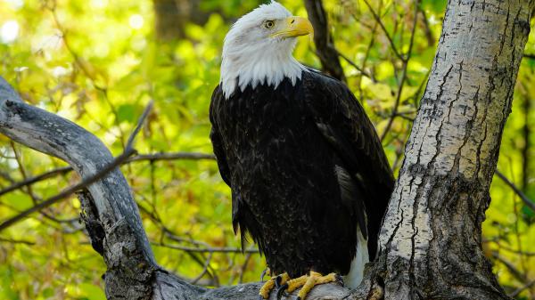 Free eagle with sharp yellow nose is standing on the tree hd birds wallpaper download