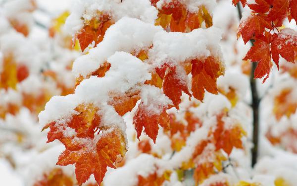 Free early snowfall wallpaper download