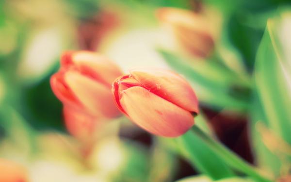 Free early tulips wallpaper download