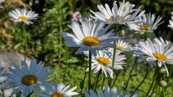 Free earth chamomile 4k hd flowers 2 wallpaper download