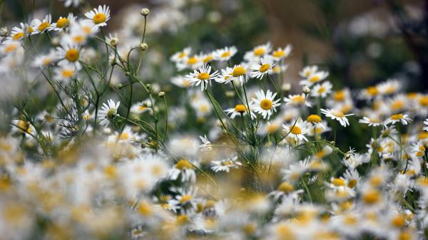 Free earth chamomile 4k hd flowers wallpaper download