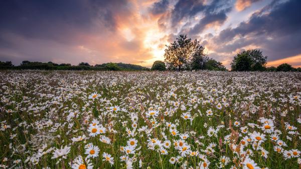 Free earth chamomile field summer white flower hd flowers wallpaper download