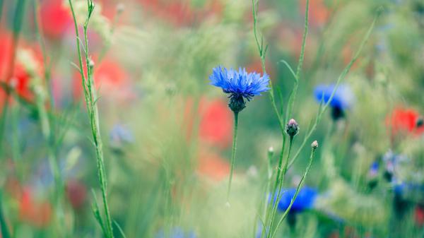 Free earth cornflower 4k hd flowers wallpaper download