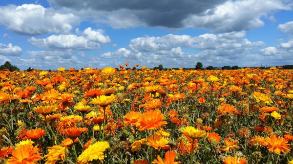 Free earth flower 4k hd flowers wallpaper download