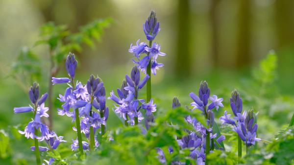 Free earth flower purple 4k hd flowers wallpaper download