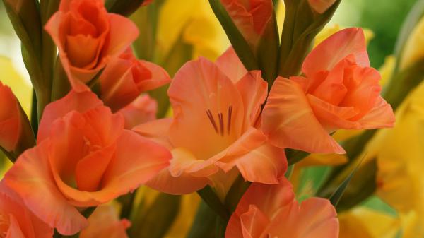 Free earth gladiolus 4k hd flowers wallpaper download