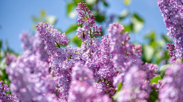 Free earth lilac 4k hd flowers wallpaper download