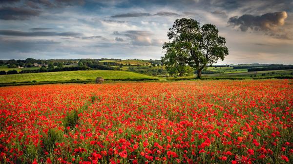 Free earth poppy 4k 5k hd flowers wallpaper download