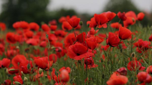 Free earth poppy 4k hd flowers wallpaper download