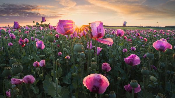 Free earth poppy pink flower during sunrise hd flowers wallpaper download