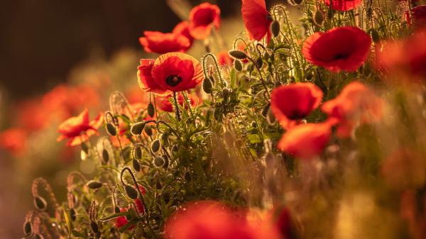 Free earth poppy summer red flower 4k hd flowers wallpaper download