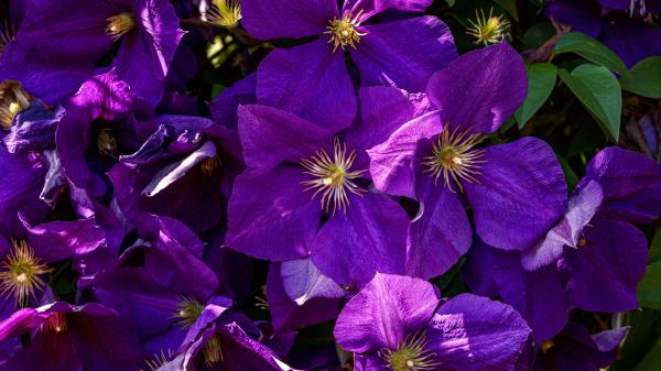 Free earth purple clematis 4k hd flowers wallpaper download