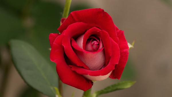 Free earth red rose hd wallpaper download