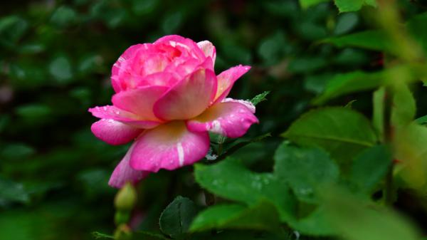 Free earth rose hd wallpaper download