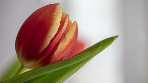 Free earth tulip 4k hd 2 wallpaper download