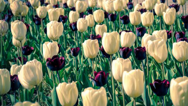 Free earth tulip 4k hd flowers wallpaper download