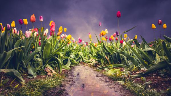 Free earth tulip 4k hd wallpaper download