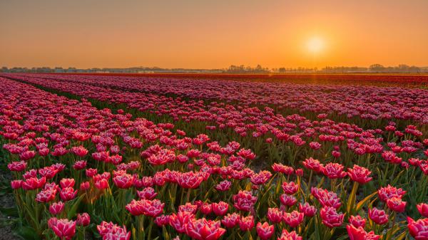 Free earth tulip flowers sunset plantation field 4k hd flowers wallpaper download