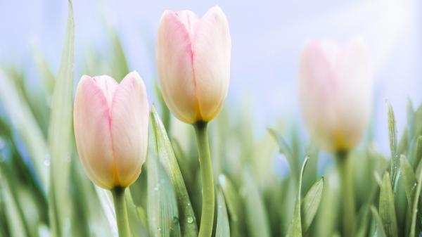 Free earth tulip hd wallpaper download