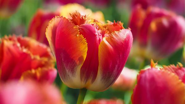 Free earth tulip macro spring closeup photo 4k hd flowers wallpaper download