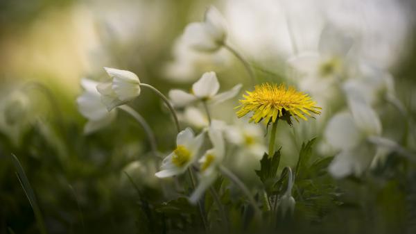 Free earth white flower 4k hd wallpaper download