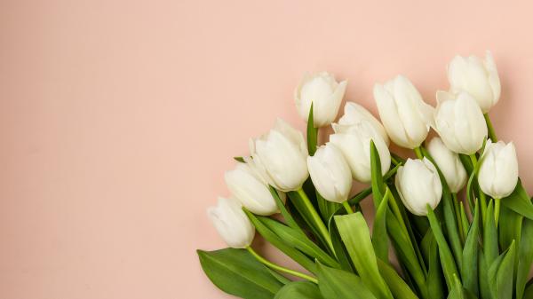 Free earth white tulip 4k 5k hd wallpaper download