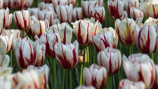 Free earth white tulip hd wallpaper download