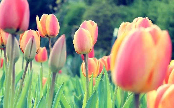 Free easter tulips wallpaper download