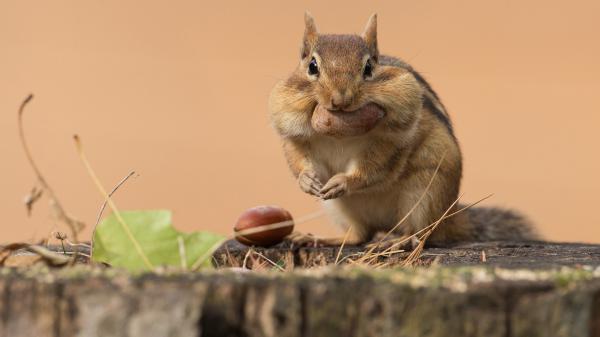 Free eastern chipmunk is standing on wood hd squirrel wallpaper download