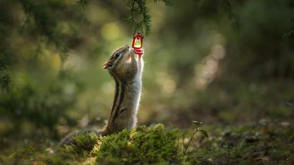 Free eastern chipmunk squirrel hd squirrel wallpaper download