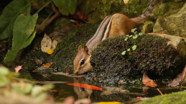 Free eastern chipmunk squirrel is drinking water hd squirrel wallpaper download