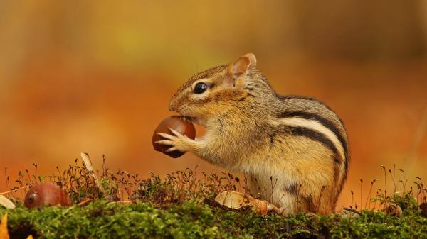 Free eastern chipmunk squirrel with black eyes 4k 5k hd squirrel wallpaper download