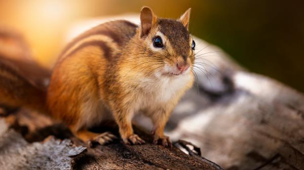 Free eastern chipmunk squirrel with shallow background 4k 5k hd squirrel wallpaper download