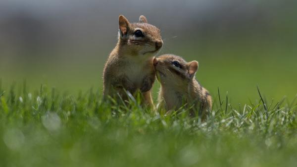 Free eastern chipmunk squirrels on grass field 4k hd squirrel wallpaper download