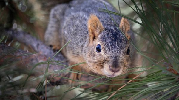 Free eastern gray squirrel hd animals wallpaper download