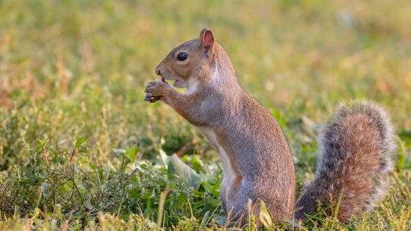 Free eastern gray squirrel hd squirrel wallpaper download