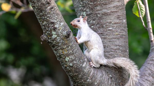 Free eastern gray squirrel is on the tree hd animals wallpaper download