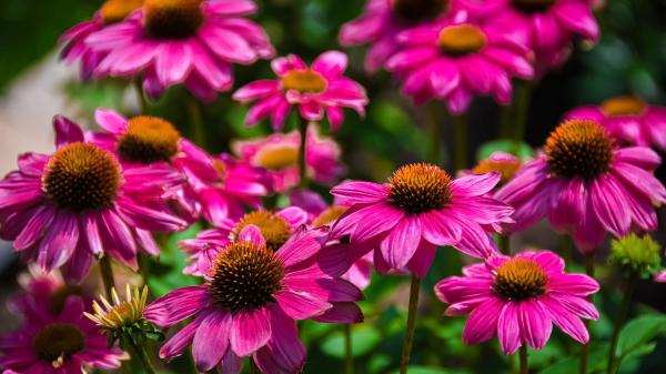 Free echinacea 4k 5k hd wallpaper download