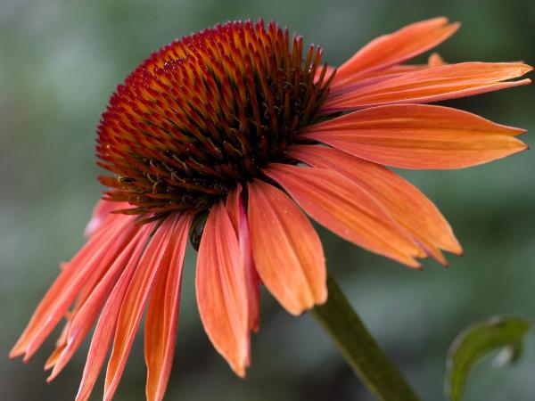 Free echinacea sundown wallpaper download