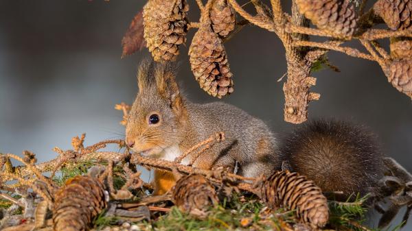 Free eekhoorn squirrel hd squirrel wallpaper download