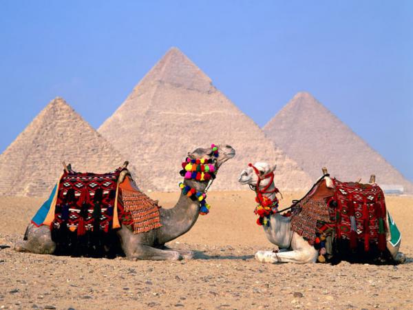 Free egypt cairo camels wallpaper download