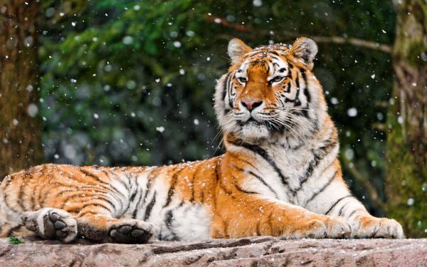 Free elena siberian tigress 4k wallpaper download