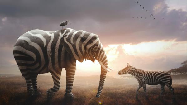 Free elephant and zebraw are standing on dry grass in sunrays background 4k hd animals wallpaper download