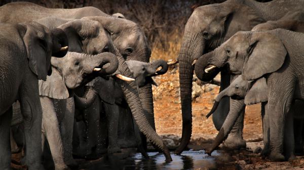 Free elephant family 4k hd wallpaper download