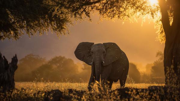 Free elephant forest sunbeams morning 4k hd animals wallpaper download