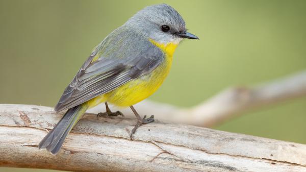 Free eopsaltria australis is standing on bamboo 4k hd birds wallpaper download