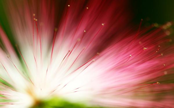 Free eucalyptus flower wallpaper download