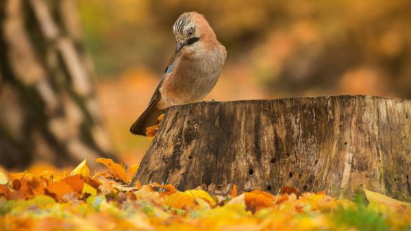 Free eurasian jay is sitting on wood 4k 5k hd birds wallpaper download