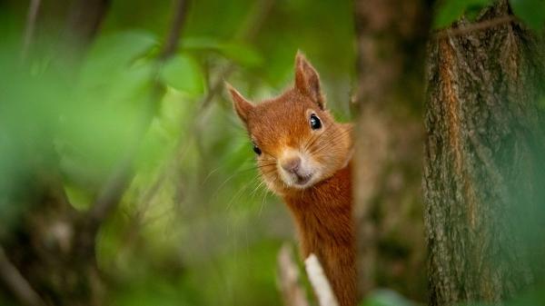 Free eurasian red squirrel hd squirrel wallpaper download