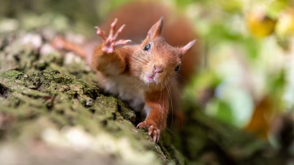 Free eurasian red squirrel with black eyes hd squirrel wallpaper download